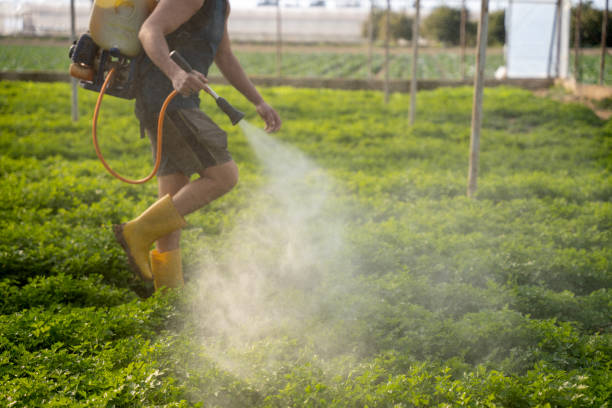 Best Ant Control Services  in Kapolei, HI